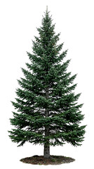 Fototapeta premium Large Evergreen Christmas Tree Isolated On A White Background
