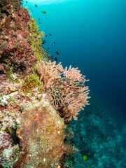 A vibrant coral reef teeming with life, featuring a variety of colorful corals, sponges, and small fish swimming in the clear blue ocean water. © Pete Niesen Photo