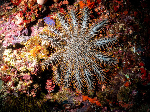 A crown-of-thorns starfish (Acanthaster planci) is seen on a coral reef. These starfish are known for their voracious appetite for coral polyps, and c