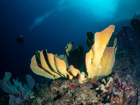A lone scuba diver explores a vibrant coral reef, observing the intricate formations of large, fan-like corals in the deep blue ocean.