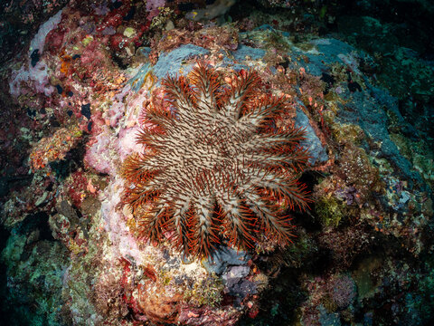 A crown-of-thorns starfish, a large predatory sea star, is shown feeding on coral in this underwater image. These starfish are a natural part of the r
