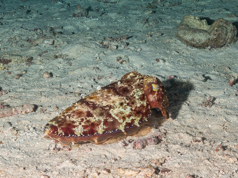 A cuttlefish rests on the sandy ocean floor, its skin patterned to blend in with the surroundings. Cuttlefish are masters of camouflage, able to chang