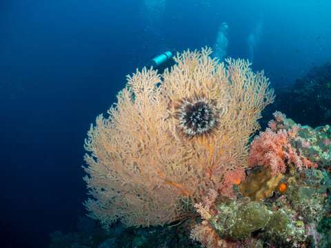 A diver swims past a large sea fan with a crinoid attached, surrounded by soft corals and other reef life in the deep blue ocean.