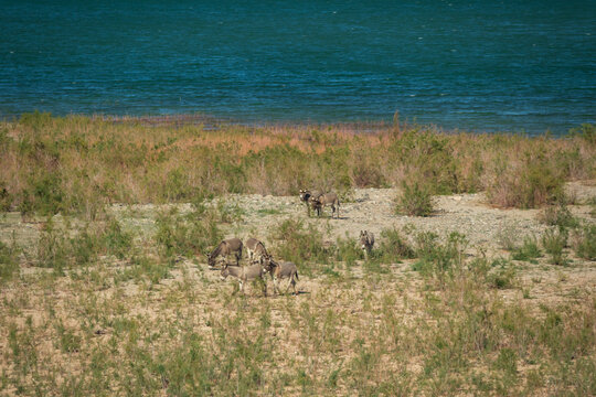 Wild burros in the desert