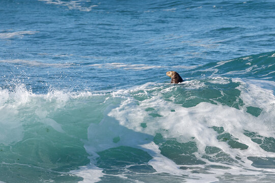 California sea otter, Enhydra lutris nereis, playing in the blue green surf near shore
