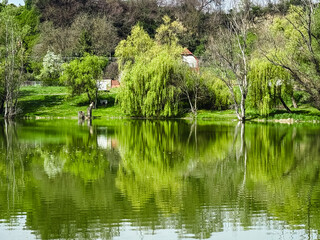 Obraz premium Spring lakeside landscape with willow trees reflections