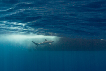 Naklejka premium A shark swims in the ocean next to a boat.