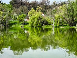 Obraz premium Spring lakeside landscape with willow trees reflections