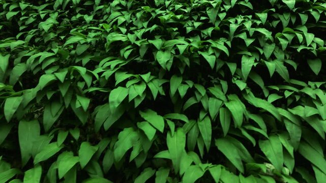 Wild Garlic leaves close up moving dolly shot