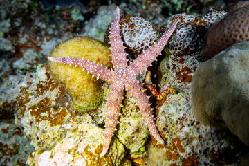 Pink starfish on coral reef. © Pete Niesen Photo