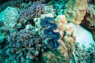 Giant clam and coral reef ecosystem underwater. © Pete Niesen Photo