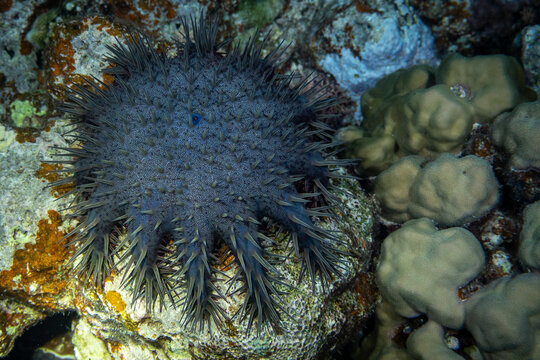 A crown-of-thorns starfish is seen on a coral reef, posing a threat to the coral by feeding on it.