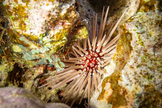 A close-up shot shows a red sea urchin nestled in a crevice of a rock, its spines radiating outwards for protection.