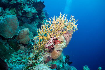 A vibrant underwater scene showcases a diverse coral reef ecosystem, with various coral species thriving in the clear blue ocean. The image captures the beauty and complexity of marine life. © Pete Niesen Photo