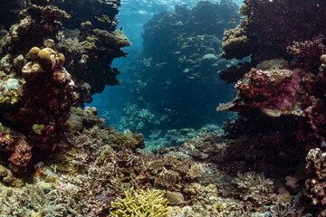 A vibrant coral reef teeming with life, showcasing the beauty and biodiversity of the underwater ecosystem. © Pete Niesen Photo