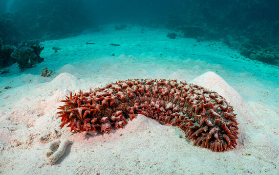 Sea cucumber on sandy ocean floor.