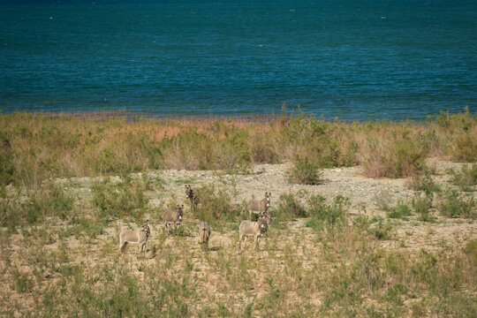 Wild burros in the desert