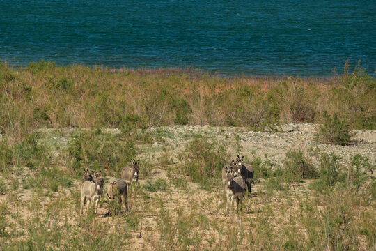 Wild burros in the desert