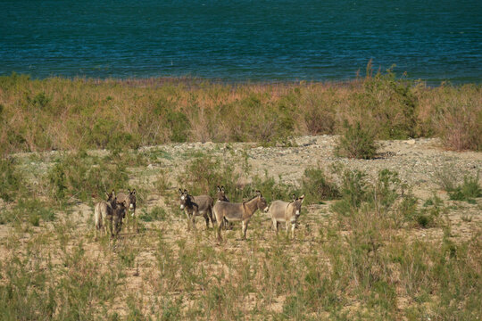 Wild burros in the desert