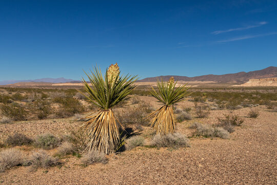 Yucca plant in full bloom in the Mojave desert