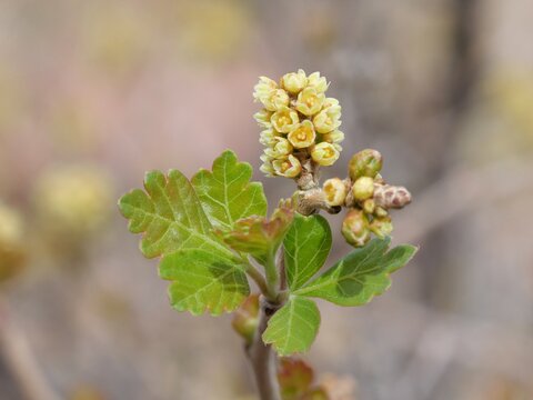 Close-Up of Skunkbush Sumac (Rhus trilobata) Yellow Flowers and New Leaves in South Boulder Creek West Trail, Colorado, Early April
