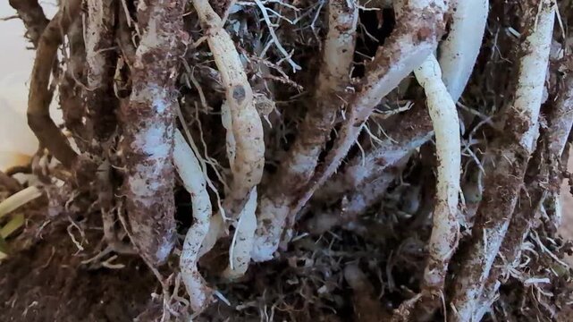 Spider Plant Roots Close-Up Indoor Houseplant Repotting. Detailed close-up of a healthy chlorophytum comosum showing exposed root system during transplanting. Natural home gardening concept