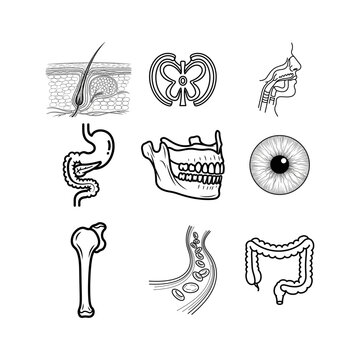Human Anatomy Icons A Collection of Medical and Biological Illustrations