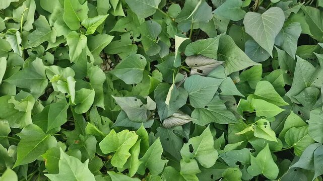 Top View of Lush Sweet Potato Leaves (Ipomoea batatas) Covering Ground in Nature