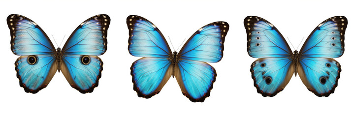 Blue Morpho Butterfly Morpho menelaus, Three Exotic Blue Butterflies with Open Wings Isolated on White Background, Tropical Insect Collection for Biological Study and Digital Art Assets. © Freezan