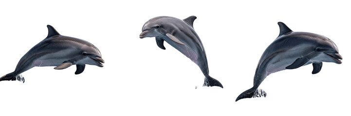 Bottlenose Dolphin Tursiops truncatus Professional Set of Intelligent Marine Mammals Jumping and Swimming in Different Poses Isolated on Plain White Background for Commercial Design Assets © Muusop
