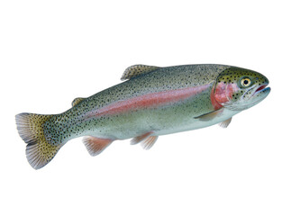 Fototapeta premium Isolated fresh rainbow trout side view with vibrant colorful iridescent stripe and scales