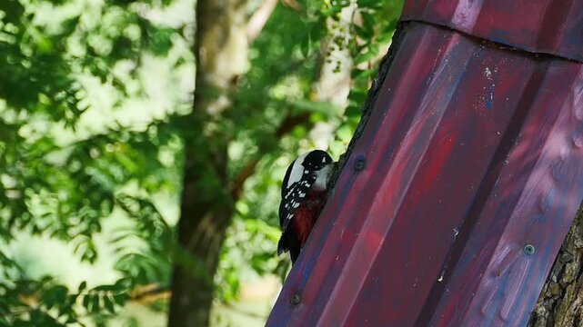 beautiful red-headed woodpecker with colorful feathers hops along a tree trunk slow motion