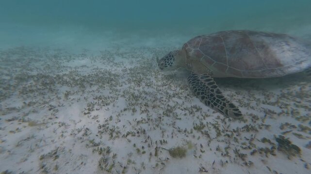 Green Sea Turtle Swimming In Clear Tropical Ocean In Balabac Philippines