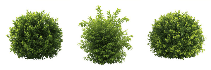 Boxwood Buxus sempervirens, Set of Three Green Shrub Bushes with Round Topiary Shape, Garden Decorative Plants Isolated on White Background for Landscape Architecture and Design Assets © Dangti