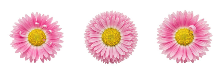 English Daisy Bellis perennis, Set of Three Pink Common Daisy Flower Heads with Yellow Centers Isolated on White Background for Floral Design, Botanical Patterns and Spring Decor © Dag