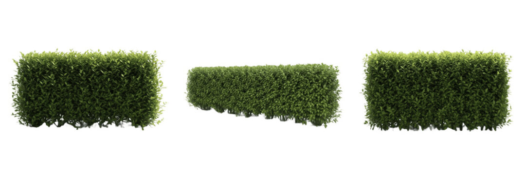 Privet Hedge Ligustrum vulgare, Set of Three Green Garden Hedge Sections with Different Perspectives and Thickness Isolated on White Background for Landscape and Architecture Design