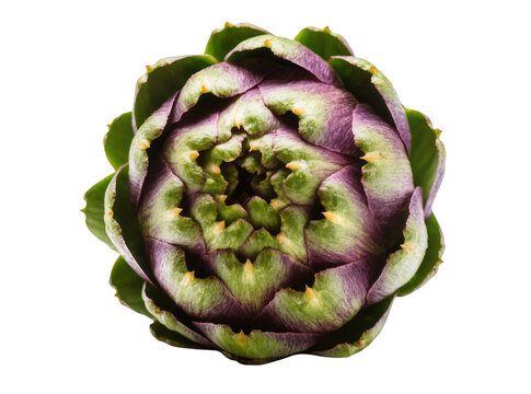 Isolated fresh raw purple and green artichoke vegetable bud for healthy cooking food