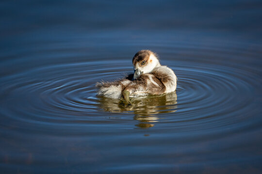 An Egyptian gosling (Alopochen aegyptiaca) swimming in a pond