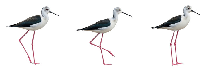 Obraz premium Collection of Black-Winged Stilt Birds Isolated on White Background, Set of Himantopus Himantopus Wading Shorebirds in Various Walking Poses for Nature, Wildlife, and Ornithology Concept Illustration