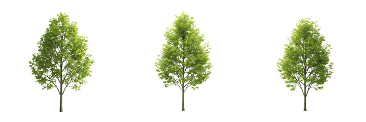 Fototapeta premium Collection of Deciduous Green Trees with Lush Foliage Isolated on White Background, Set of Young Maple or Linden Saplings for Architectural Visualization, Landscaping, and Nature Concept Illustration