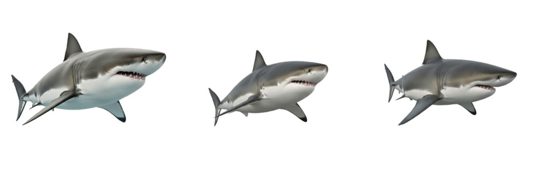 Collection of Great White Shark Portraits Isolated on White Background, Set of Carcharodon Carcharias Marine Predators in Various Swimming Poses for Ocean Life and Wildlife Concept Illustration