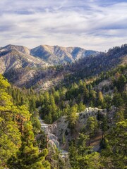 Obraz premium Winding mountain road cutting through dense pine forest in Angeles National Forest with rugged terrain and natural scenic depth