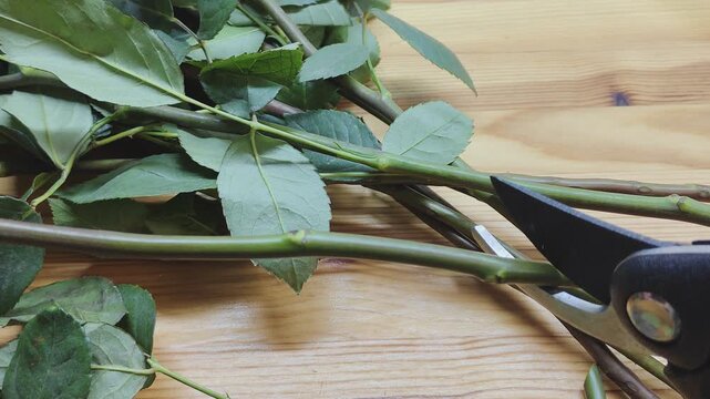 Close-up of florist trimming rose stems with pruning shears. Professional flower preparation for bouquets and floral arrangements. Fresh roses, floristry process, flower shop work and plant care conce