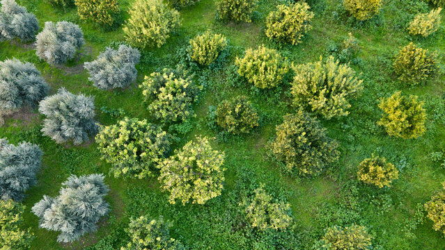 Elevated angled view over a beautifully maintained orchard plantation highlighting the diverse colors and shapes of healthy fruit trees thriving in the countryside