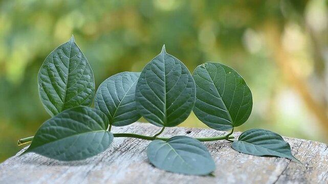 Gymnema inodorum (Lour.) Decne. branch green leaves on natural background.