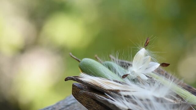 Gymnema inodorum (Lour.) Decne. pods and seeds on natural background.