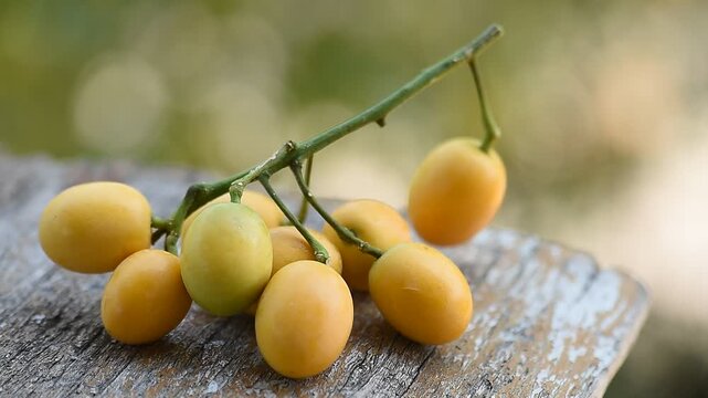 Star gooseberry or Sauropus androgynus (L.) Merr. branch fruits on natural background.