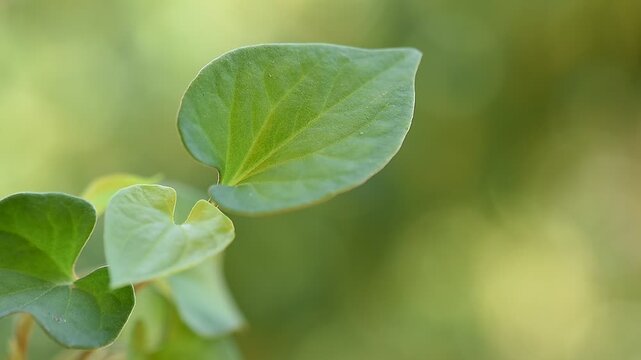 Saururaceae of Plu Kaow thai name on natural background.