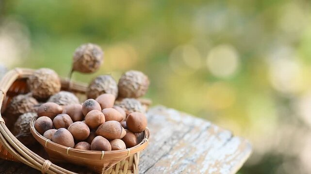 Dried alexandrian laurel or calophyllum inophyllum fruits and seeds on natural background.