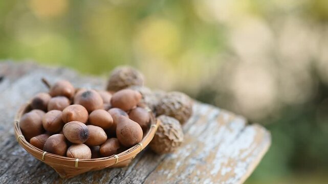 Dried alexandrian laurel or calophyllum inophyllum fruits and seeds on natural background.